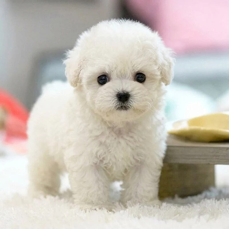 Chien robot peluche – mouvements, interaction tactile et sons