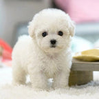 Chien robot peluche – mouvements, interaction tactile et sons