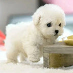 Chien robot peluche – mouvements, interaction tactile et sons