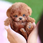 Chien robot peluche – mouvements, interaction tactile et sons