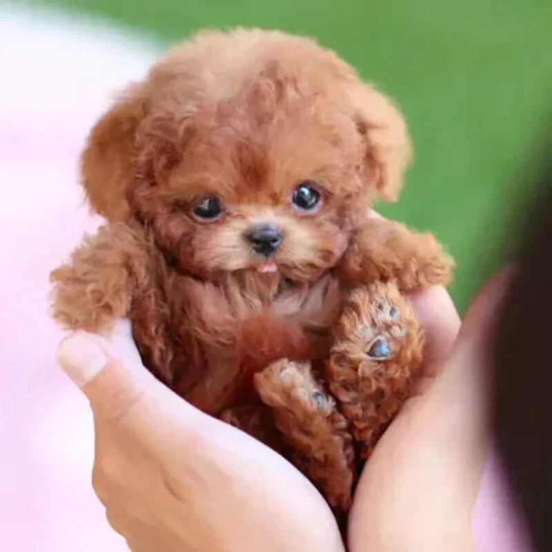 Chien robot peluche – mouvements, interaction tactile et sons