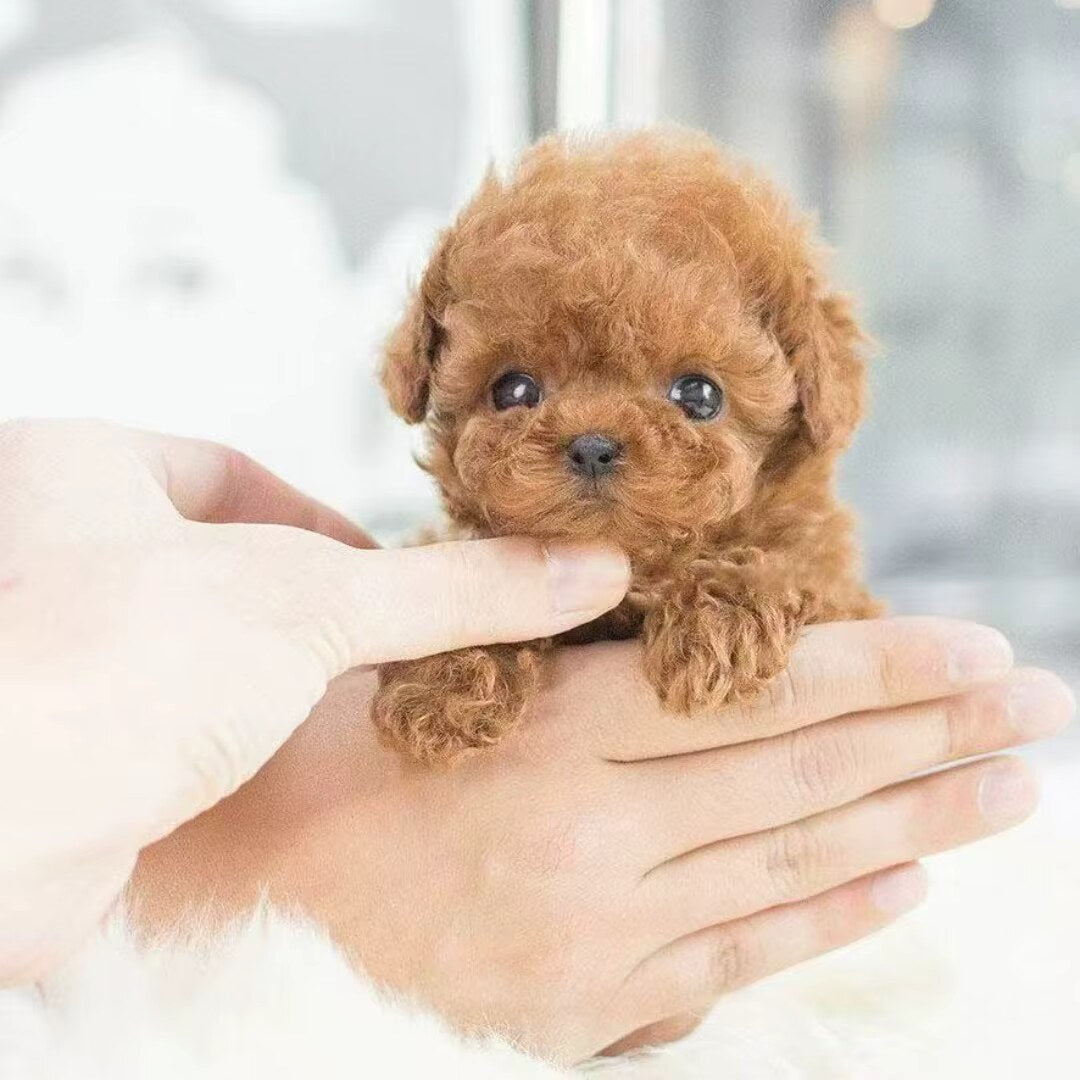 Chien robot peluche – mouvements, interaction tactile et sons